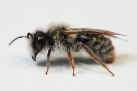 Attēlu rezultāti vaicājumam “Andrena vaga”