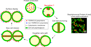 Attēlu rezultāti vaicājumam “Dicranella staphylina cells”