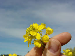 Attēlu rezultāti vaicājumam “Sinapis arvensis”