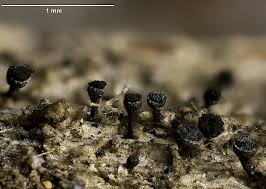 Attēlu rezultāti vaicājumam “Calicium adspersum”