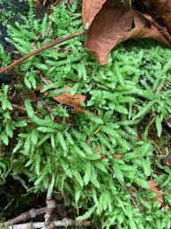 Attēlu rezultāti vaicājumam “Plagiothecium sp.”