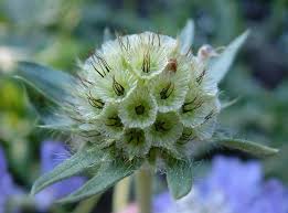 Image result for Scabiosa columbaria