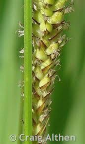 Attēlu rezultāti vaicājumam “Carex lasiocarpa leaf”