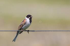 Attēlu rezultāti vaicājumam “Emberiza schoeniclus male”