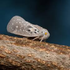 Attēlu rezultāti vaicājumam “Planaphrodes sp.”