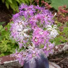 Image result for Dianthus