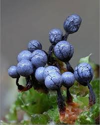 Attēlu rezultāti vaicājumam “Cribraria argillacea macro”