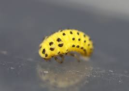 Attēlu rezultāti vaicājumam “Psyllobora vigintiduopunctata larva”