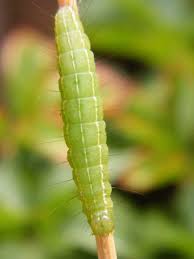 Attēlu rezultāti vaicājumam “Craniophora ligustri”