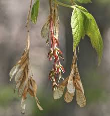 Attēlu rezultāti vaicājumam “Acer negundo fruit”