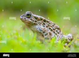 Attēlu rezultāti vaicājumam “Pseudepidalea viridis adult”