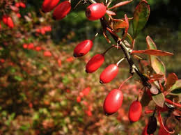 Attēlu rezultāti vaicājumam “Berberis thunbergii fruit”