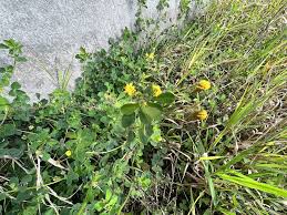 Attēlu rezultāti vaicājumam “Medicago lupulina”