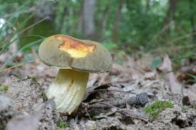 Attēlu rezultāti vaicājumam “Xerocomus subtomentosus”