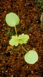 Attēlu rezultāti vaicājumam “Lamium amplexicaule leaf”