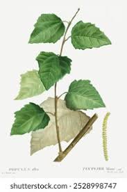 Attēlu rezultāti vaicājumam “Populus x petrowskyana leaf”