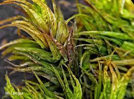 Attēlu rezultāti vaicājumam “Dicranum undulatum”