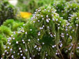 Attēlu rezultāti vaicājumam “Didymium tussilaginis sessile”