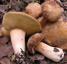 Attēlu rezultāti vaicājumam “Boletus edulis”