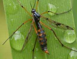 Attēlu rezultāti vaicājumam “Ptychoptera sp.”