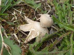 Attēlu rezultāti vaicājumam “Geastrum minimum”