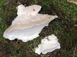 Attēlu rezultāti vaicājumam “Postia stiptica”