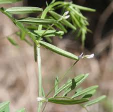 Attēlu rezultāti vaicājumam “Vicia hirsuta fruit”
