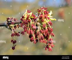 Attēlu rezultāti vaicājumam “Acer negundo bud”