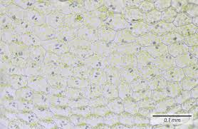 Attēlu rezultāti vaicājumam “Calypogeia azurea macro”