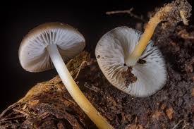 Attēlu rezultāti vaicājumam “Strobilurus esculentus”