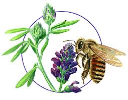 Attēlu rezultāti vaicājumam “Apis mellifera”