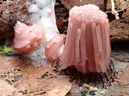 Attēlu rezultāti vaicājumam “Stemonitis fusca plasmodium”