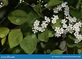 Attēlu rezultāti vaicājumam “Cotoneaster multiflorus leaf”