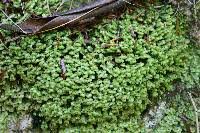 Attēlu rezultāti vaicājumam “Scapania nemorea”