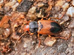 Attēlu rezultāti vaicājumam “Diachromus germanus”