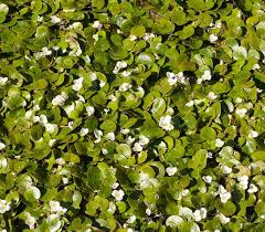 Attēlu rezultāti vaicājumam “Hydrocharis morsus-ranae fruit”