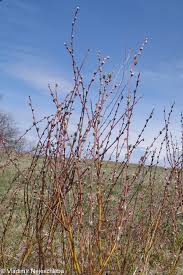 Attēlu rezultāti vaicājumam “Salix repens subsp. rosmarinifolia fruit”