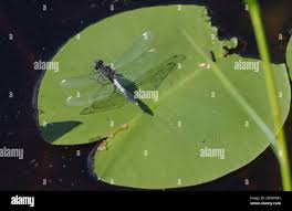 Attēlu rezultāti vaicājumam “Leucorrhinia caudalis male”