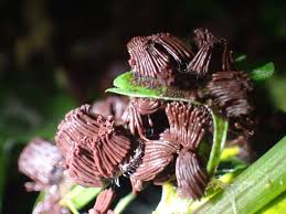 Attēlu rezultāti vaicājumam “Stemonitis flavogenita macro”