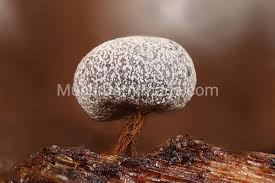 Attēlu rezultāti vaicājumam “Physarum leucophaeum spores”