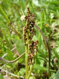 Attēlu rezultāti vaicājumam “Botrychium matricariifolium”
