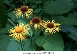 Image result for Telekia speciosa