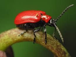 Attēlu rezultāti vaicājumam “Lilioceris lilii”