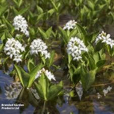 Attēlu rezultāti vaicājumam “Menyanthes trifoliata fruit”