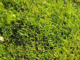 Attēlu rezultāti vaicājumam “Dicranella staphylina”