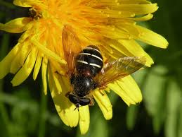 Attēlu rezultāti vaicājumam “Sericomyia lappona”