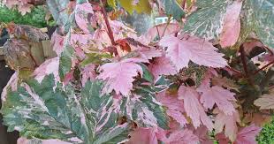 Attēlu rezultāti vaicājumam “Acer pseudoplatanus fo. purpurascens flower”