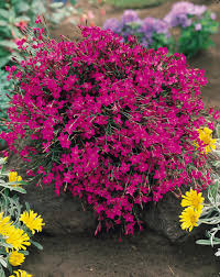 Attēlu rezultāti vaicājumam “Dianthus deltoides bud”