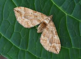 Attēlu rezultāti vaicājumam “Pelurga comitata”