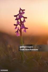 Attēlu rezultāti vaicājumam “Orchis morio”